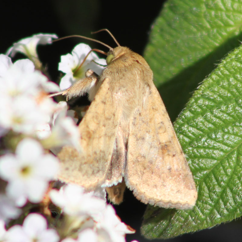 identificazione farfalla - Helicoverpa armigera